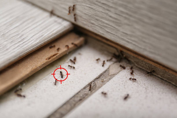 Best Exterminator Services  in French Mp, CA