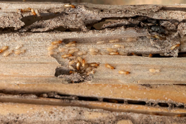 Best Residential Pest Control  in French Mp, CA