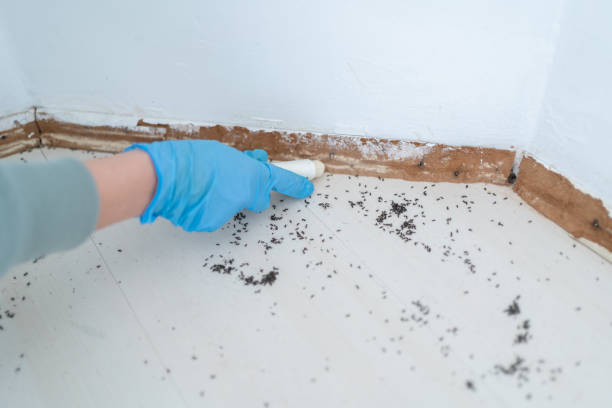  French Mp, CA Pest Control Pros